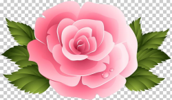Pink Garden Roses Centifolia Roses PNG, Clipart, Beach Rose ...