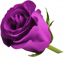 Purple Rose PNG Clip Art Image | ClipArt | Pinterest | Purple roses ...