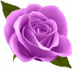 Rose Flower Purple Clip art - Purple Rose PNG Clip Art Image 8000 ...