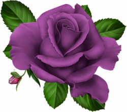 roses,pink,roze,rosa, | Kwiaty png / Flowers png | Pinterest ...