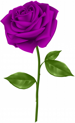 Purple_Rose_Transparent_PNG_Clip_Art.png (3689×6000) | masjid ...