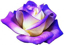 Creamy Cool Purple Rose by jeanicebartzen27 on DeviantArt