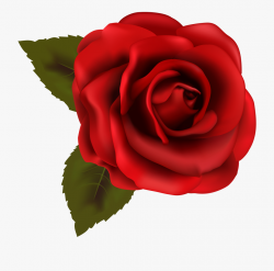 Red Rose Clipart Backgroundless - Red Rose Clipart ...