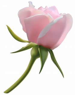 Beautiful Pink Rose Bud PNG Clipart Image | Gallery Yopriceville ...