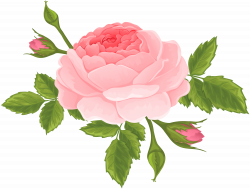 Pink Rose with Buds PNG Clip Art Image | ورود جميلة | Pinterest ...