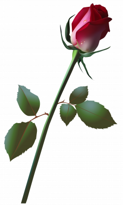 Beautiful Rose Bud PNG Clip Art Image | Gallery Yopriceville - High ...