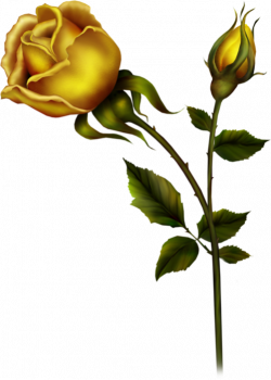Yellow Rose with Bud PNG Clipart | Gallery Yopriceville - High ...