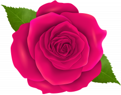 Blue rose Flower Bead - Pink Rose Transparent PNG Clip Art 8000*6261 ...