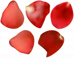 Red Rose Petal Transparent PNG Image | Gallery Yopriceville - High ...