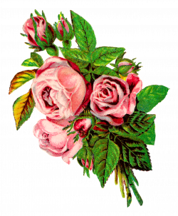 Antique Images: Vintage Shabby Chic Pink Rose Clip Art Image Grunge ...