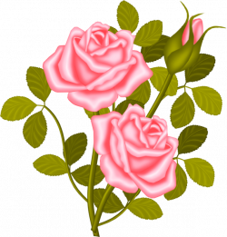 Rose Shrub Plant Clip art - Just Married 596*623 transprent Png Free ...