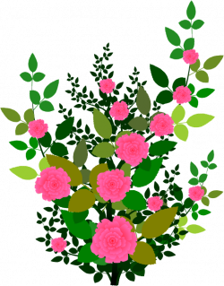Rose Plant Clipart | Free download best Rose Plant Clipart on ...