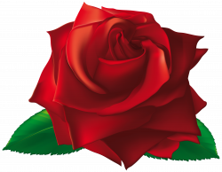 Red Single Rose PNG Clipart Image | Gallery Yopriceville - High ...