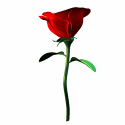 Free Single Rose Cliparts, Download Free Clip Art, Free Clip ...