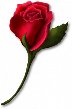 Red Rose Bud Painted Clipart | florals | Rose buds, Rose ...