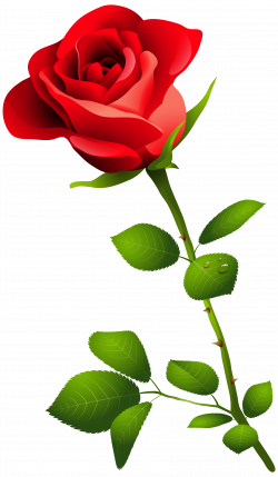 Red Rose with Stem PNG Clipart Image | Gallery Yopriceville - High ...