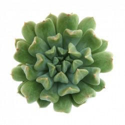 Echeveria 'Irish Mint' – Leaf & Clay