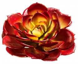 Red Rose Succulent by jeanicebartzen27 on DeviantArt