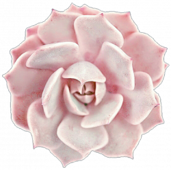 Creamy Pink Succulent Rose by jeanicebartzen27 on DeviantArt