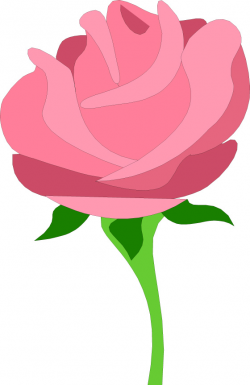 Pink tea rose clipart - Cliparting.com