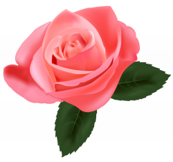 Pink Rose PNG Clipart