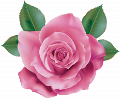 Pink Rose Transparent PNG Clip Art | Gallery Yopriceville - High ...