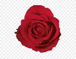 Clipart Freeuse Library Rose Top View - Png Download ...