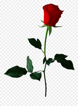 Red Rose Clipart Original - Rose Flower Transparent ...