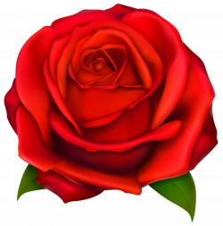 Transparent Red Rose PNG Clipart | Gallery Yopriceville - High ...