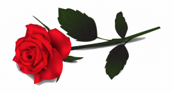 Rose Clipart, Clipart Rose , Red Rose Transparent Background ...