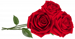 Three Red Roses PNG Clipart Image | Gallery Yopriceville - High ...