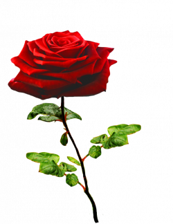 Clipart of Valentine Day Roses