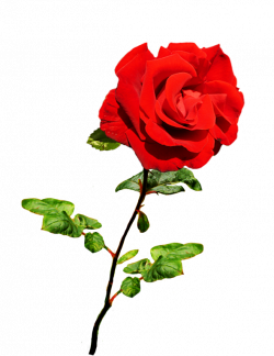 Clipart of Valentine Day Roses