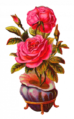 Antique Images: Botanical Vintage Download Pink Rose with Shell Vase ...