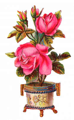 Antique Images: Digital Scrapbooking Pink Rose Clip Art with ...
