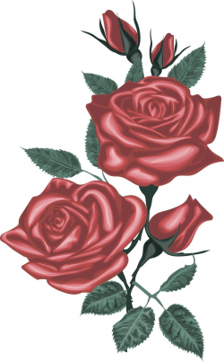 Red Rose Vector. Vector red roses. Digital Rose. Rose Clipart, Blossom.  Realistic vector. Vintage roses. Vintage rose Cliaprt,