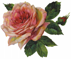 Pink rose & bud ~ PNG image | Flowers and Roses | Pinterest | Rose ...