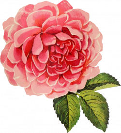Free Graphic Friday - Vintage Cabbage Rose | Pinterest | Cabbage ...