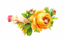 Antique Images: Free Rose Clip Art: Yellow Rose Victorian Scrap hand ...
