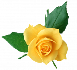 Yellow Rose PNG Transparent Picture | Gallery Yopriceville - High ...