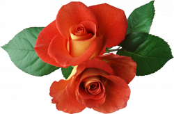 Pink Rose Clipart Dozen Rose#3795867