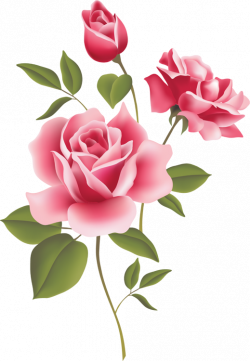 Web Design & Development | Pinterest | Pink roses, Free printables ...