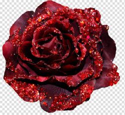 Garden roses Glitter Red , rose transparent background PNG ...