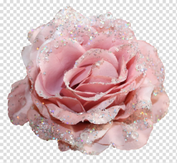 Pink rose with glitters, Centifolia roses Flower Glitter ...