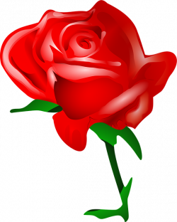 Free Image on Pixabay - Rose, Flower, Love, Romantic | Pinterest ...