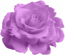 Purple Rose Transparent Clip Art Image | Gallery Yopriceville ...