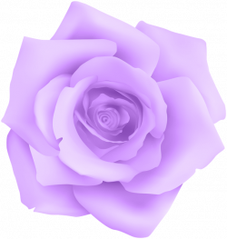 Purple Rose Transparent Clip Art | Gallery Yopriceville - High ...
