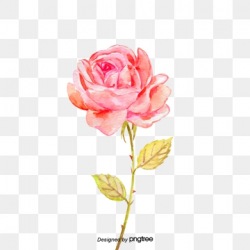 Rose Clipart, Download Free Transparent PNG Format Clipart ...