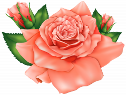 Orange Roses PNG Clipart Image | Gallery Yopriceville - High ...