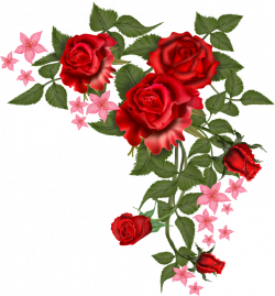 flowers - vector rosa png | rosas para ti | Pinterest